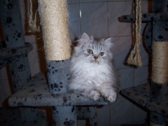 Perserkatzen mit Nase | 146