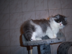 Perserkatzen mit Nase | 140