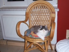 Perserkatzen mit Nase | 145