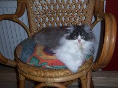 Perserkatzen mit Nase | 137