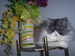 Perserkatzen mit Nase | 143