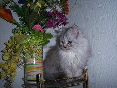 Perserkatzen mit Nase | 142