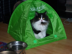 Perserkatzen mit Nase | 152