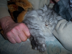 Perserkatzen mit Nase | 153