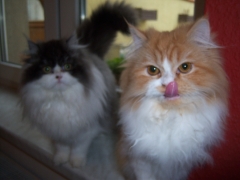 Perserkatzen mit Nase | 158