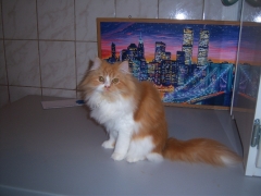 Perserkatzen mit Nase | 157