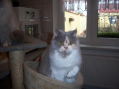 Perserkatzen mit Nase | 169