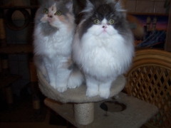 Perserkatzen mit Nase | 159