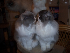 Perserkatzen mit Nase | 156