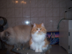 Perserkatzen mit Nase | 155