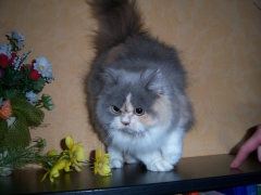 Perserkatzen mit Nase | 167