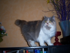 Perserkatzen mit Nase | 168
