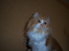 Perserkatzen mit Nase | 166