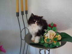 Perserkatzen mit Nase | 133