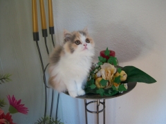 Perserkatzen mit Nase | 134